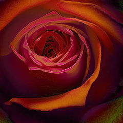 фото "Rose"