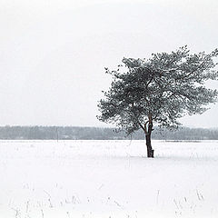 photo "White silence"