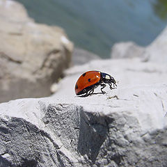 photo "A ladybug on the business travel"