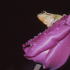 photo "Hyla meridionalis"