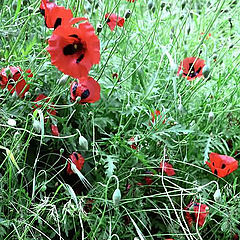 photo "It is time of poppies (Diagonal symmetry)"