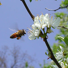 фото "Flight"