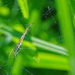 photo "Dance of a spider"