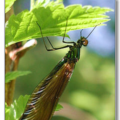 photo "Before the first flight"