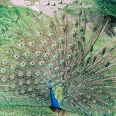 photo "Peacock"