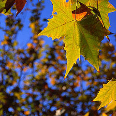 photo "Autumn colors"