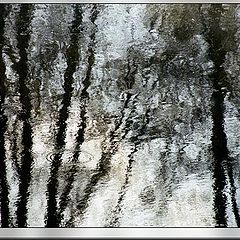 photo "Reflections II: river and trees"