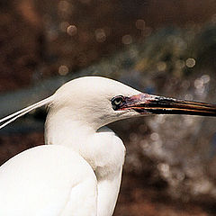 photo "White Heron"