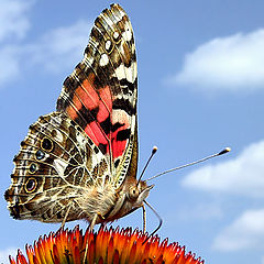 фото "Butterfly in the Sky"