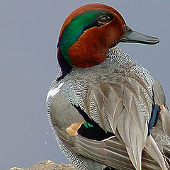 photo "Greenwing Teal"