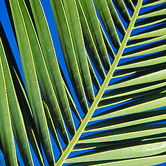 photo "Growing up to the sky..."