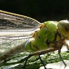 photo "Libelle"