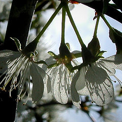 фото "Shadows in Light"