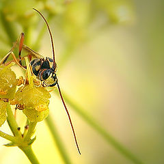 photo "ANTENNAS"