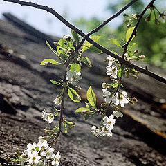 photo "Cherry"