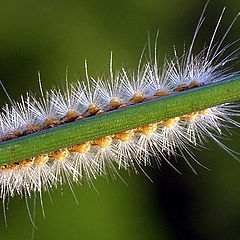 фото "Line-Dancing"