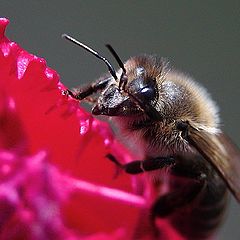 фото "Пчела и тюльпан"
