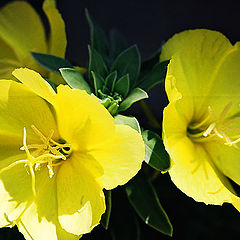 photo "Yellow-2"