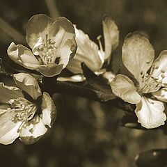 photo "Flowers from the past"