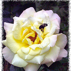 фото "My Rose and the Bee"