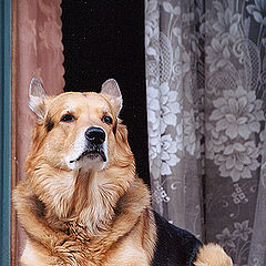 photo "My Friend"