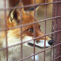 photo "FOX"