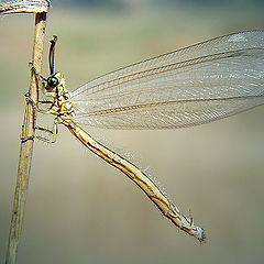 photo "Blown by a wind"