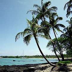 photo "Hawaiian series: Siesta"