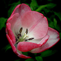 фото "Tulip"