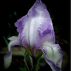 фото "Iris"