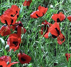 photo "It is time poppies (2)"