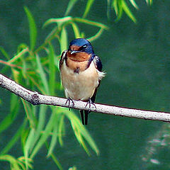 photo "Barn Swallow"