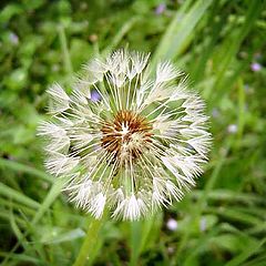 photo "Dandelion"