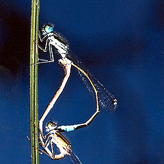 photo "Dragonfly sex"