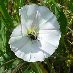 фото "HugFlower"