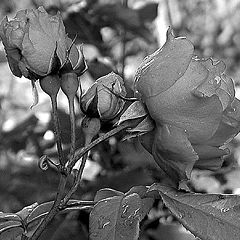 photo "Flowers in Black and White"