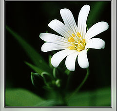 photo "Stellaria Holostea"
