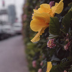 photo "City flowers"