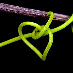 фото "Green heart ...**"