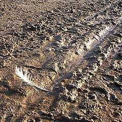 фото "Graciously in Mud"