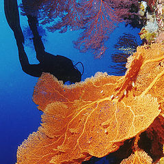 фото "Diving"