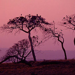 фото "A little Africa in Portugal"