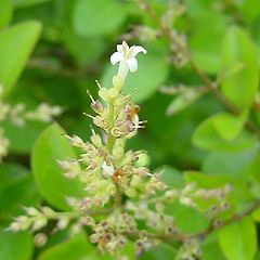 photo "Only a little white flower"