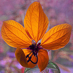 фото "Orange Flower in glass vase"