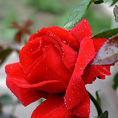 фото "Rose"