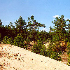 photo "Sand and Pine"