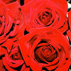 фото "RED Rose"