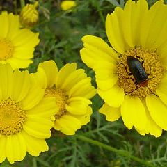 photo "Walk on the yellow"