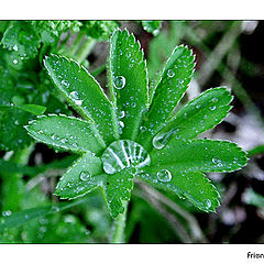 photo "After the rain"