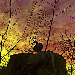 фото "Sunset over the duck"